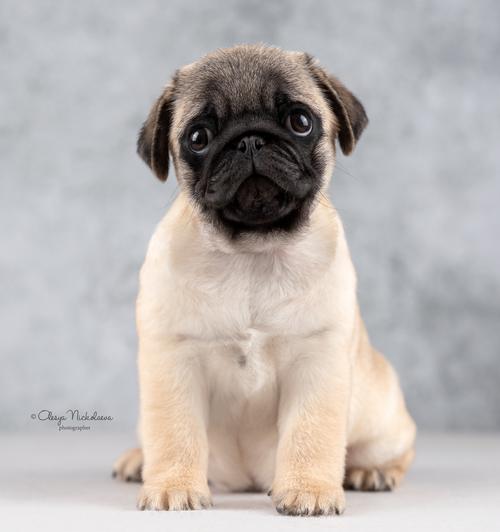 щенки ◆ puppies