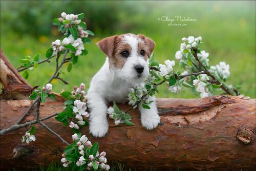 щенки ◆ puppies