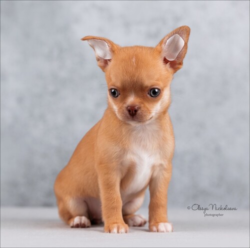 щенки ◆ puppies