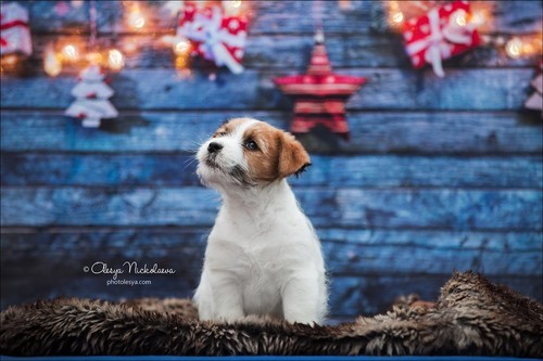щенки ◆ puppies