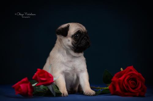 щенки ◆ puppies