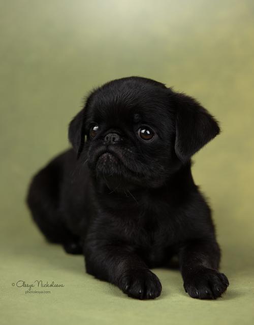 щенки ◆ puppies
