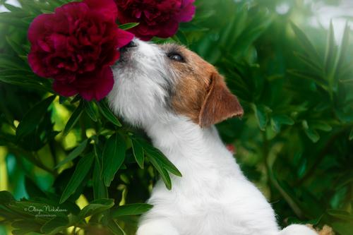 щенки ◆ puppies