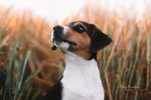 щенки ◆ puppies