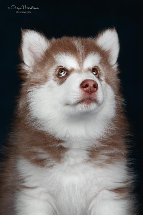 щенки ◆ puppies