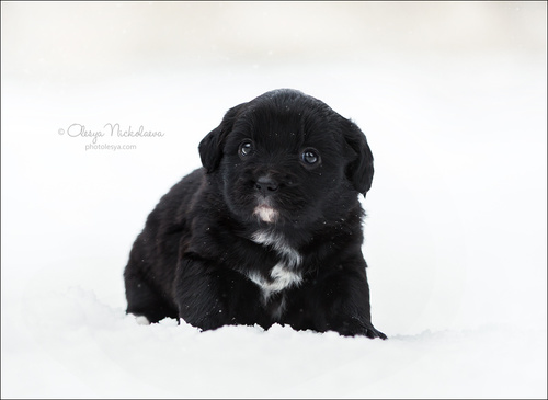 щенки ◆ puppies