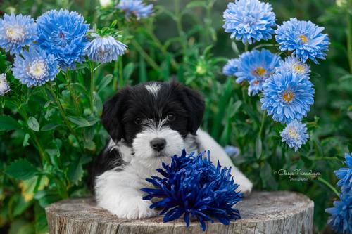 щенки ◆ puppies