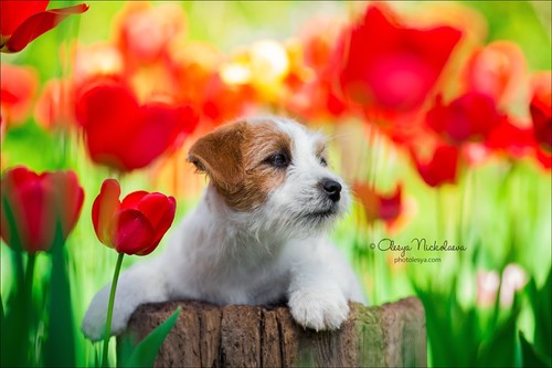 щенки ◆ puppies