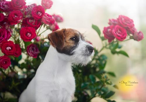 щенки ◆ puppies
