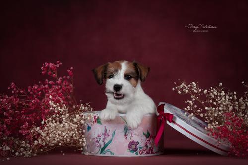 щенки ◆ puppies