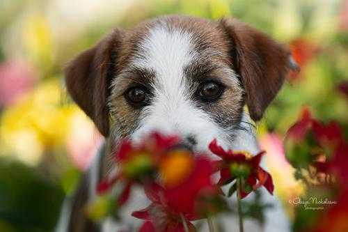 щенки ◆ puppies