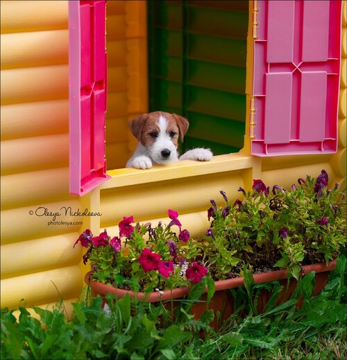 щенки ◆ puppies