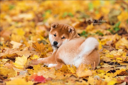 щенки ◆ puppies