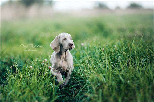 щенки ◆ puppies