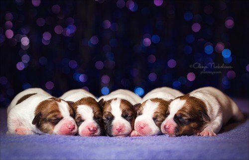щенки ◆ puppies