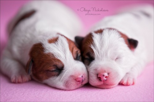 щенки ◆ puppies