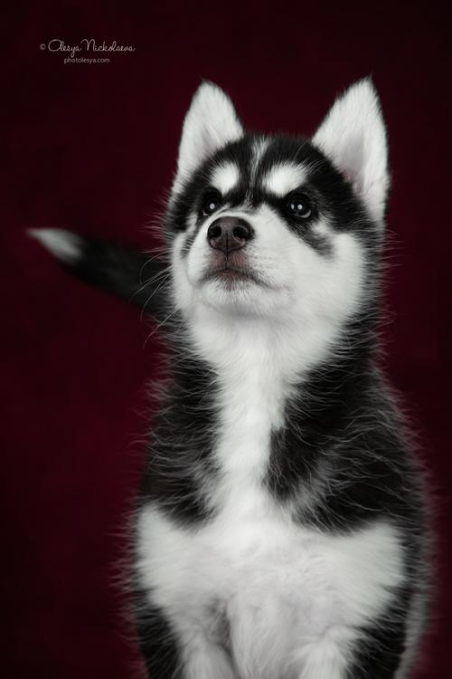 щенки ◆ puppies