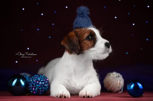 щенки ◆ puppies