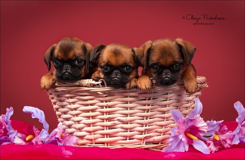щенки ◆ puppies