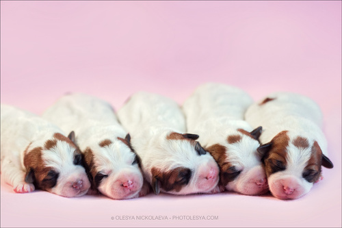щенки ◆ puppies