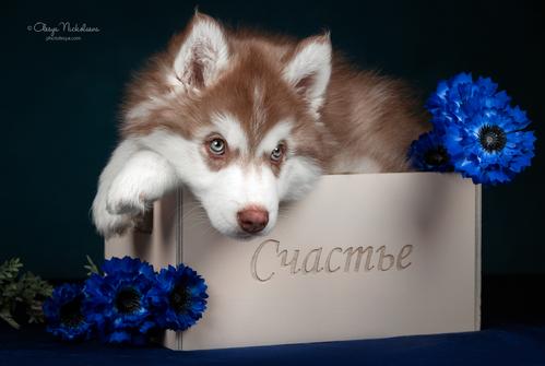 щенки ◆ puppies