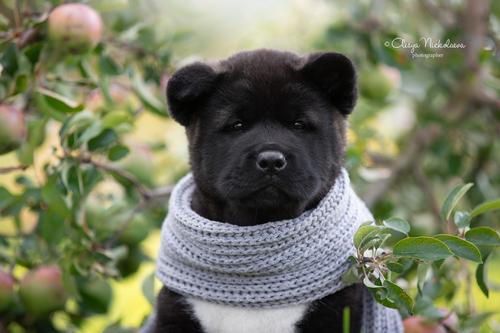 щенки ◆ puppies