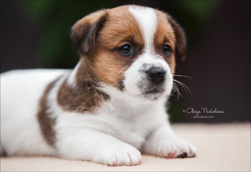 щенки ◆ puppies