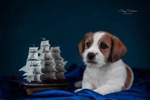 щенки ◆ puppies