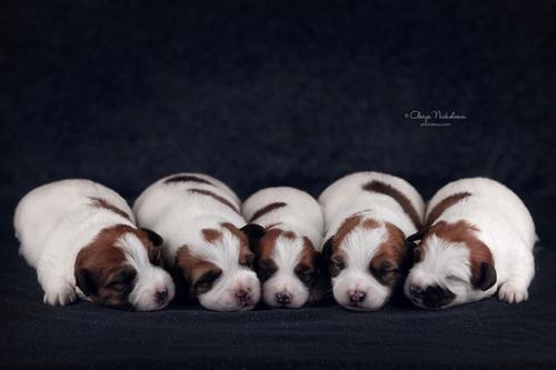 щенки ◆ puppies
