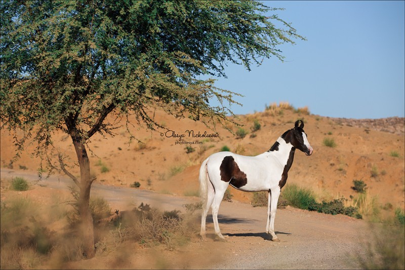 India - Marwari horses