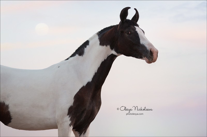 India - Marwari horses