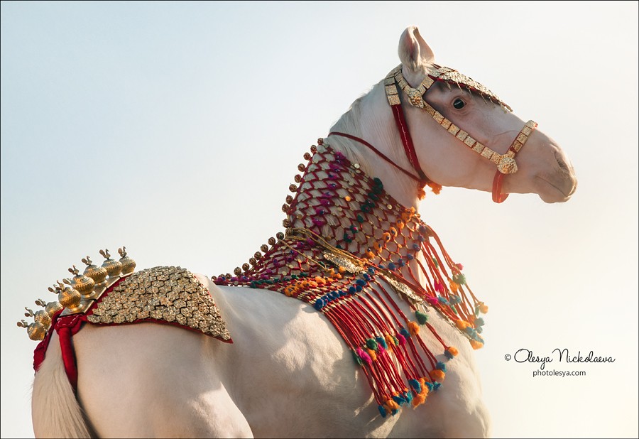 India - Marwari horses