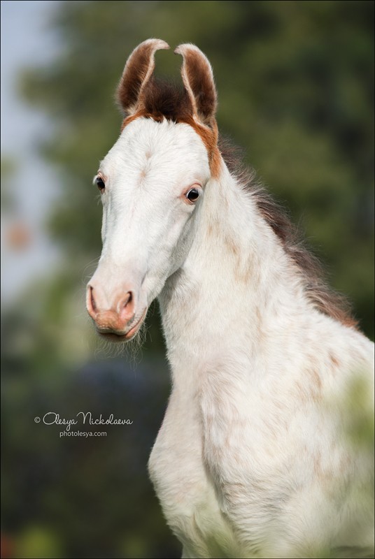 India - Marwari horses