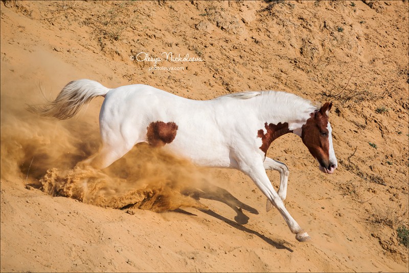 India - Marwari horses