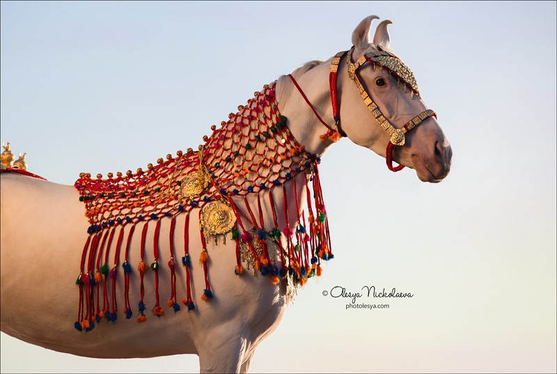 India - Marwari horses