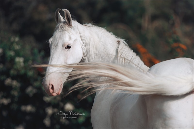 India - Marwari horses