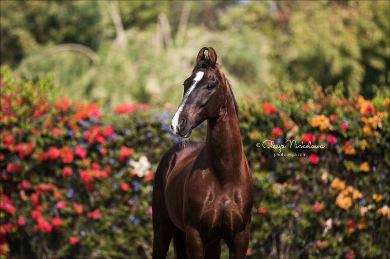 India - Marwari horses