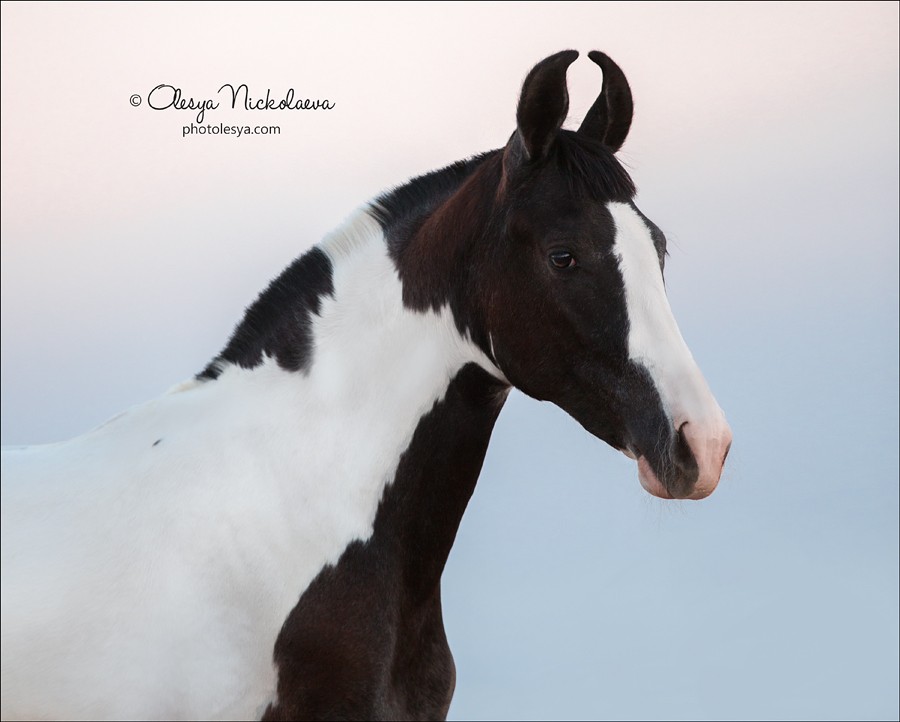 India - Marwari horses