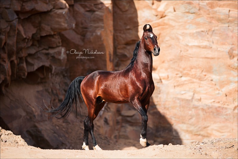 India - Marwari horses