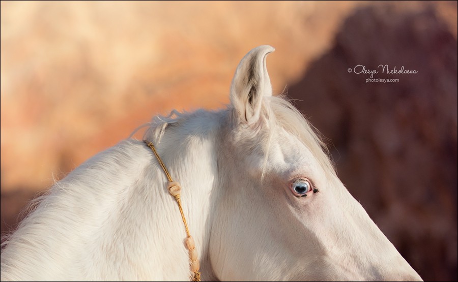 India - Marwari horses