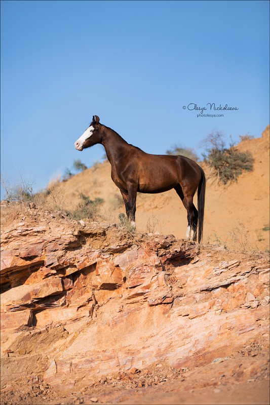 India - Marwari horses
