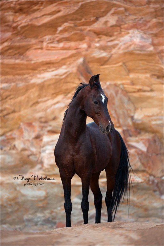 India - Marwari horses