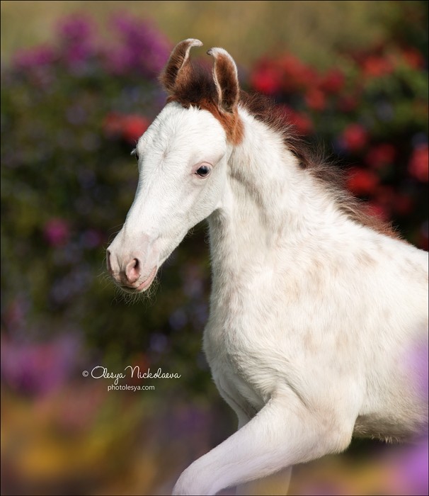India - Marwari horses