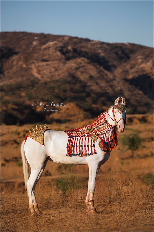 India - Marwari horses