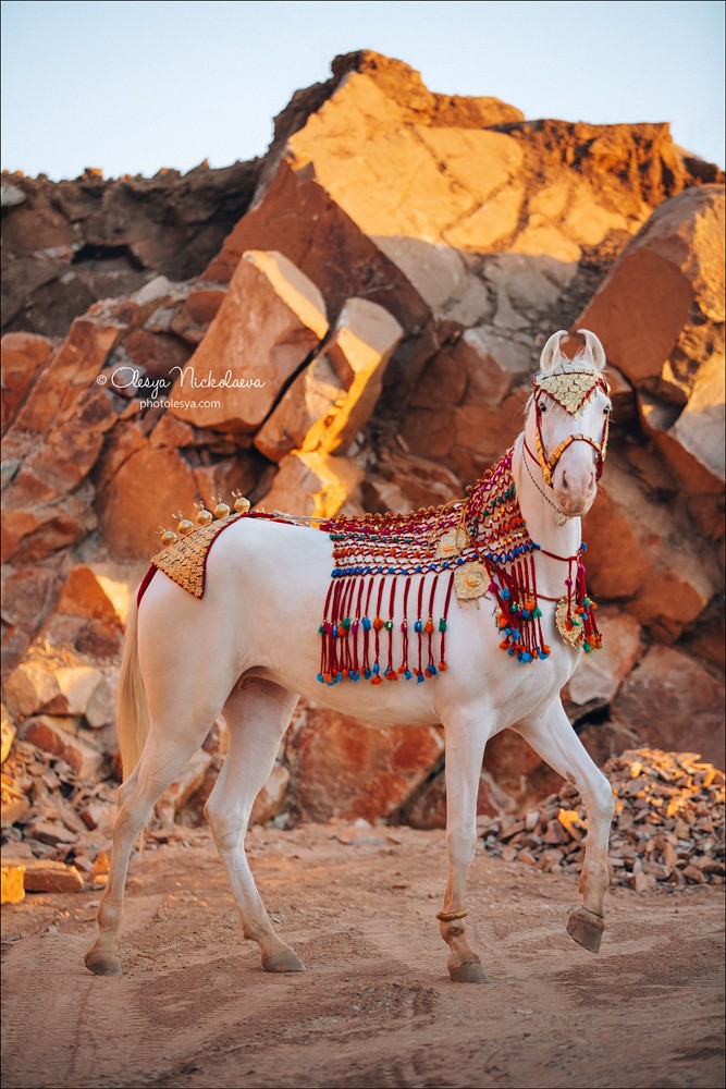 India - Marwari horses