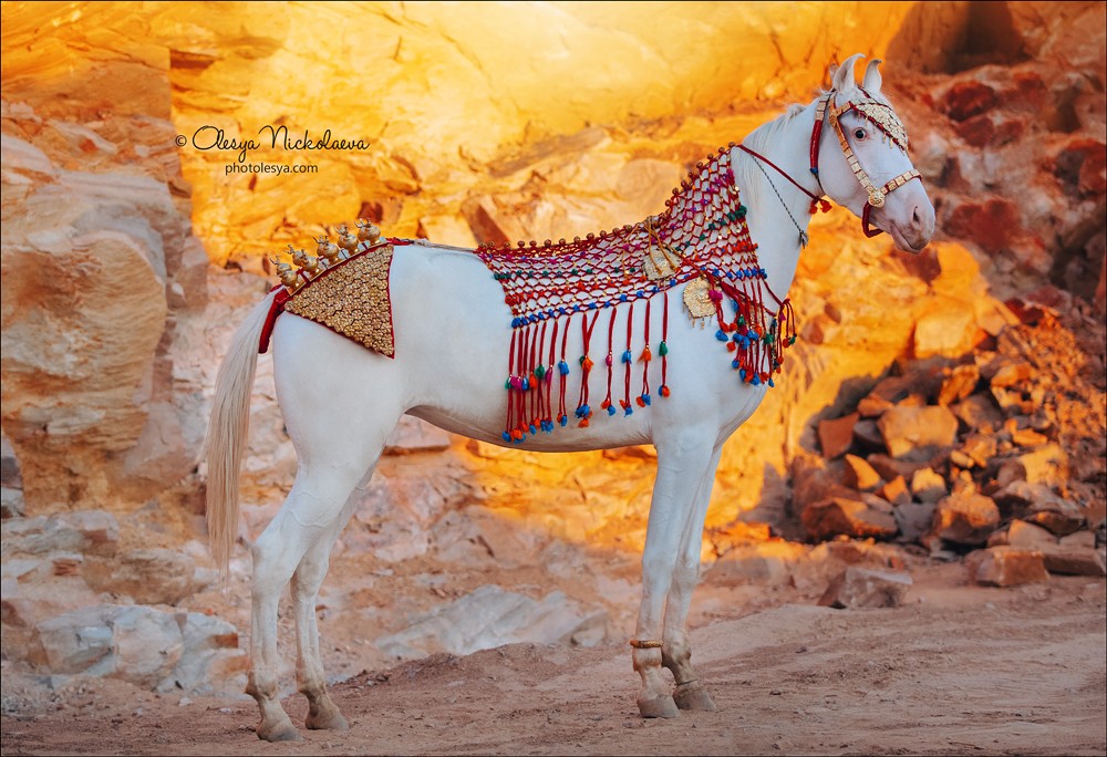 India - Marwari horses