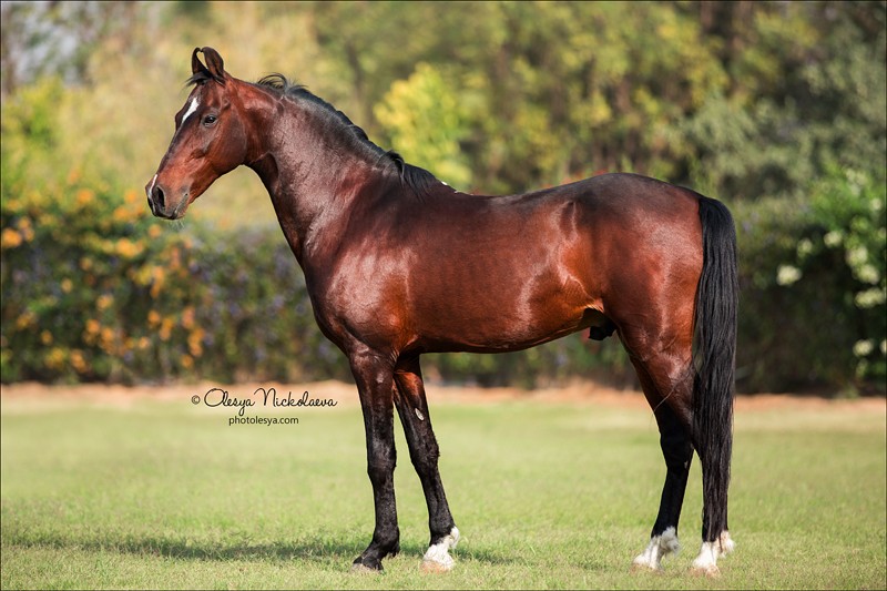 India - Marwari horses