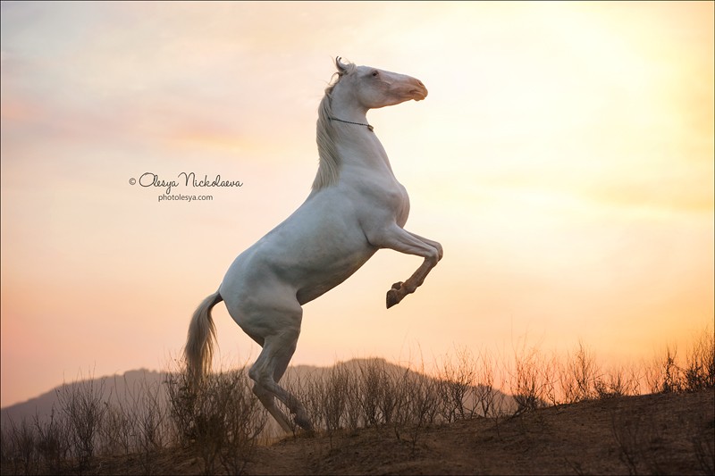 India - Marwari horses