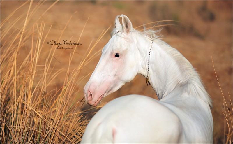 India - Marwari horses