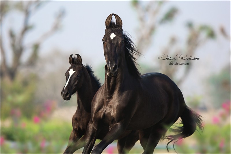 India - Marwari horses